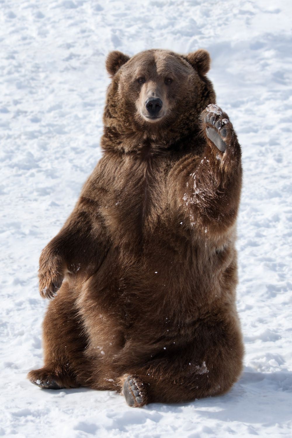 grizzly bear bozeman winter
