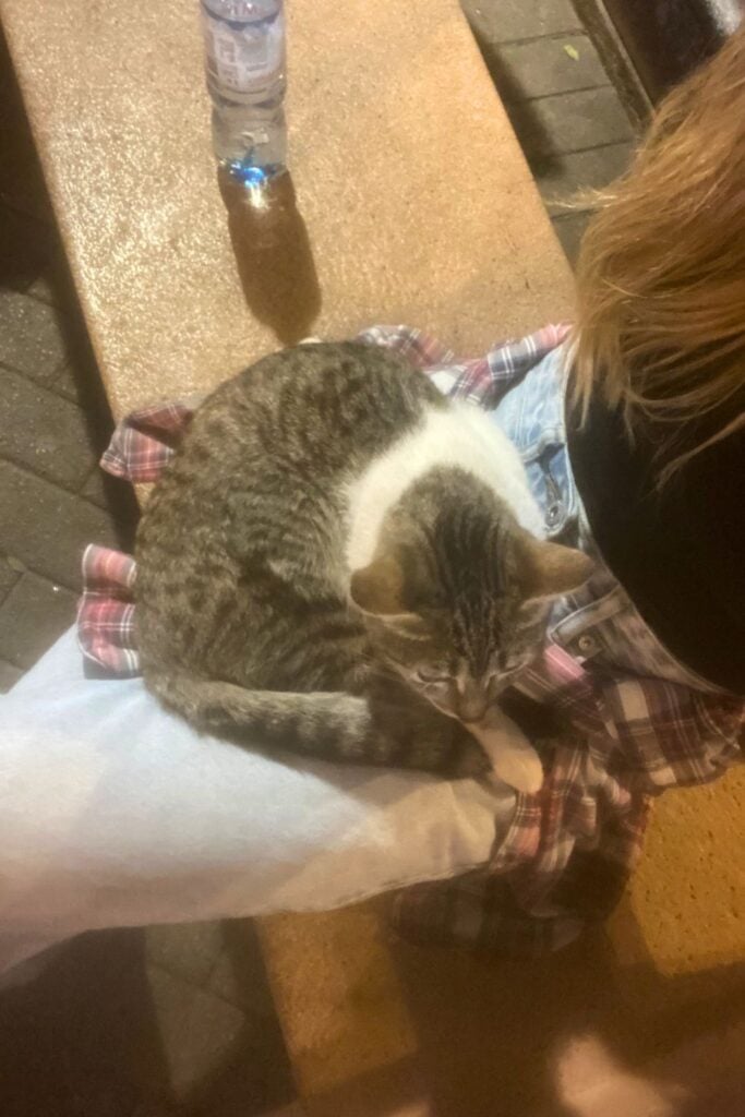 a cat sat on a girls lap in Lima